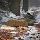 Кроссовки Adidas TERREX SNOWPITCH COLD.RDY HIKING SHOES (Изображение 3)